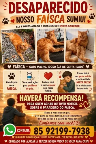 Gato perdido oferecemos recompensa 
