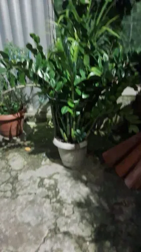 Planta zamiocuca grande