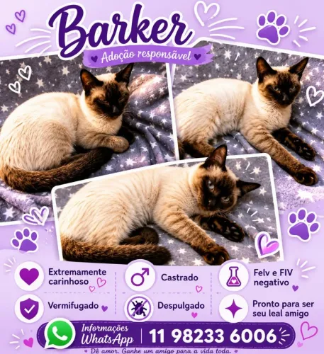 Barker muito carinhoso  castrado  felv e fiv negativo 