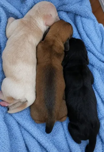 Lindos Filhote de Dachshund (Teckel)
