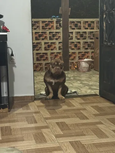 Vendo American Bully fêmea 