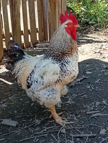 Galo e galinha Bramha