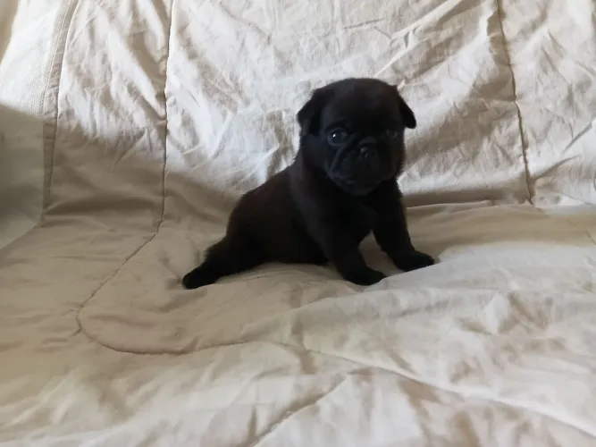 Pug preto fêmea