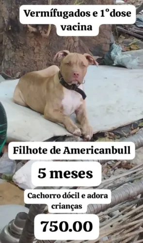 Filhote American bull 