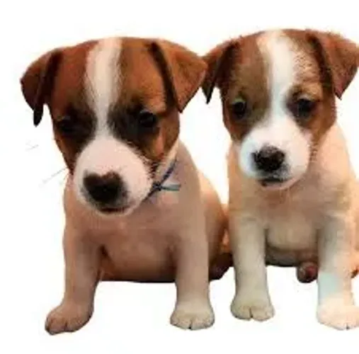 Jack Russell Terrier "Energia sem botão de desligar."