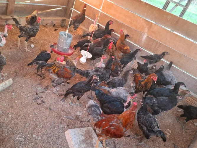 Vende-se frangos novos; e também, patos e patas..