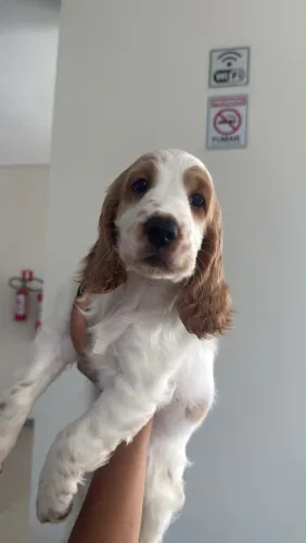 Cachorro Coker Spaniel 