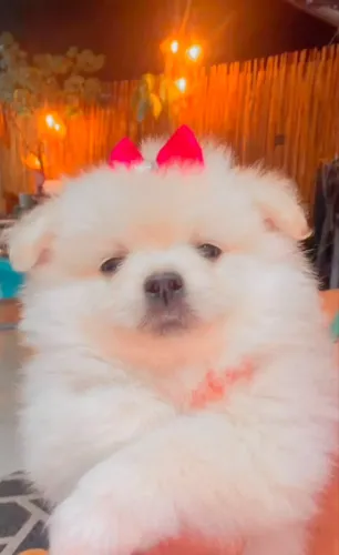 Lulu da pomerânia ursinho micro