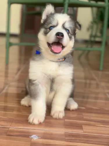 Cachorro husky siberiano macho