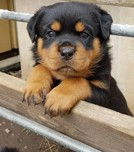 Rottweiler Alegria que se desenvolve aos poucos