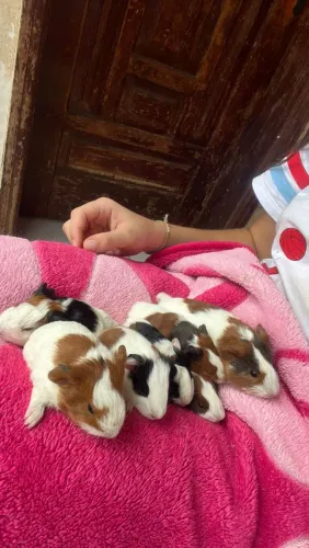 Filhotes de porquinho da india inglês e peruano 