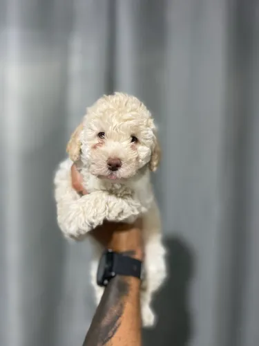 POODLE TOY MACHO
