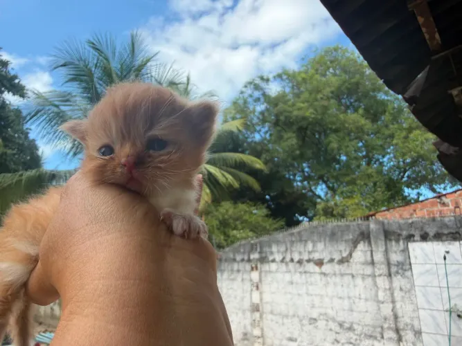 Persa macho