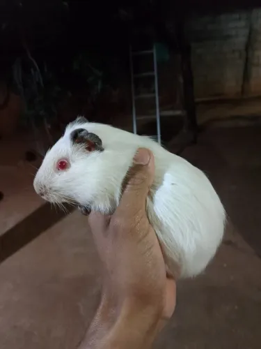 Porquinho da índia macho