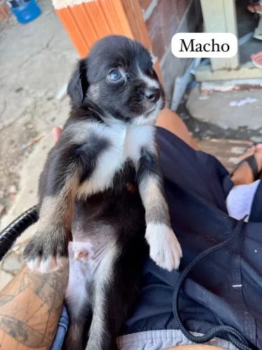 Doação de filhote de cachorro