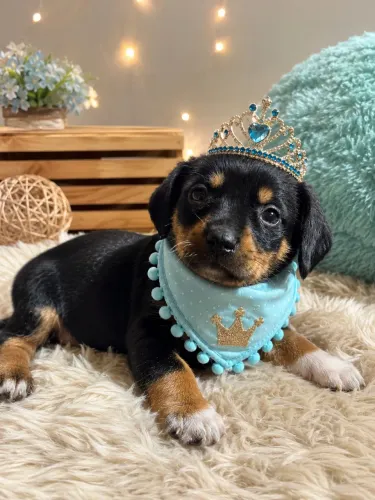 Lindíssima Daschound fêmea