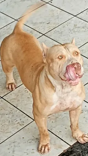 Fêmea PITMONSTER adulta