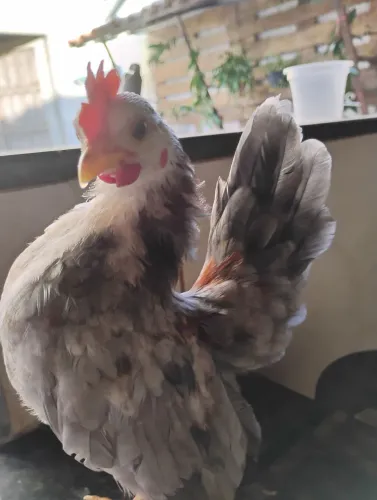 Franguinho Seráma