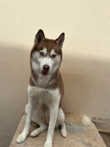 Husky siberiano fêmea