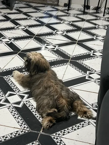 Cachorro schitzu