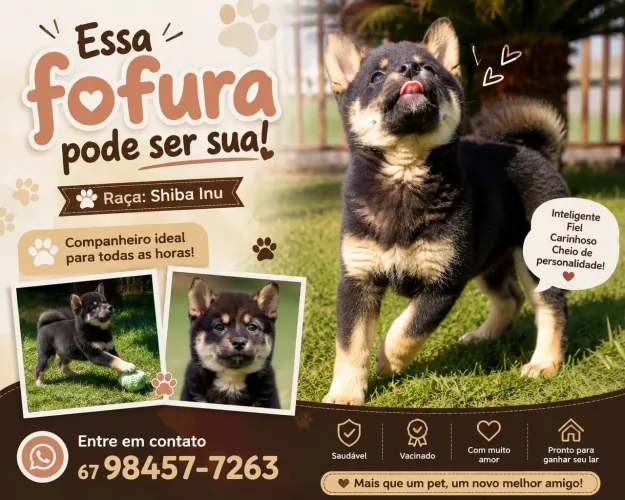 Lindos filhotes de shiba inu com pedigree 