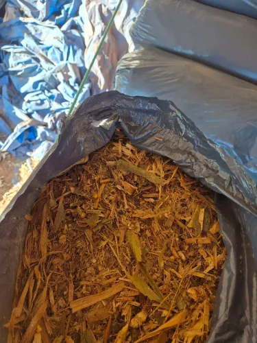 Silagem de milho 0.80 o kg