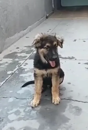 Cachorro 