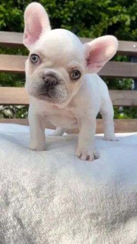 Bulldog Francês 