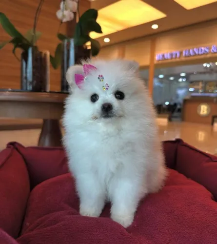 Spitz alemão fêmea ( Lulu da Pomerania)