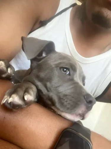 Pitbull American Bulling