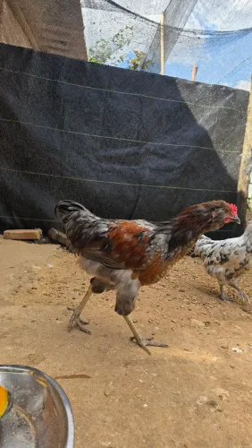Frango mestiço Ameraucana 6 meses
