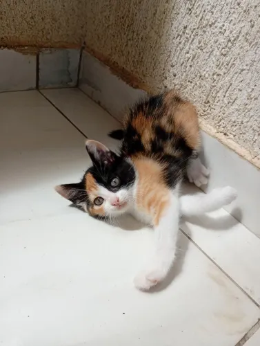 Gatinhos