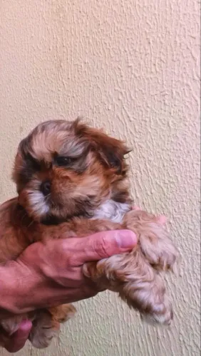 Shih tzu