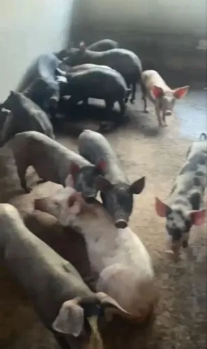 Leitao porco caipira