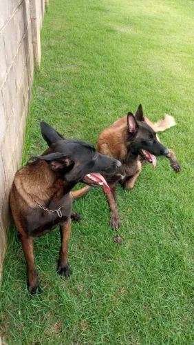 Filhotes à venda