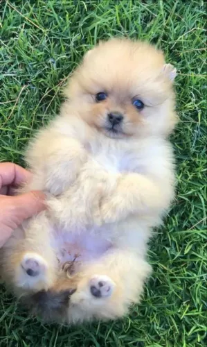 Spitz alemão Pequenininho de tamanho, mas grande no carisma