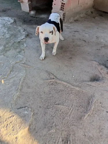 Pitbull