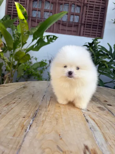 Filhote de Spitz alemão anão