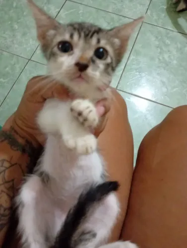 Só estou com esse gato agora pra doação e macho se quiser mas ftu e vídeos eu mando 