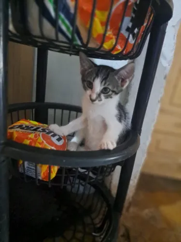 Gatinhos adoção urgente