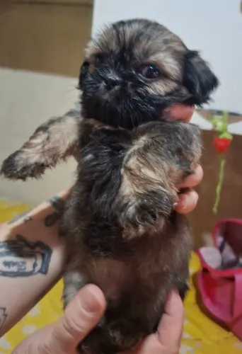 Schitzu
