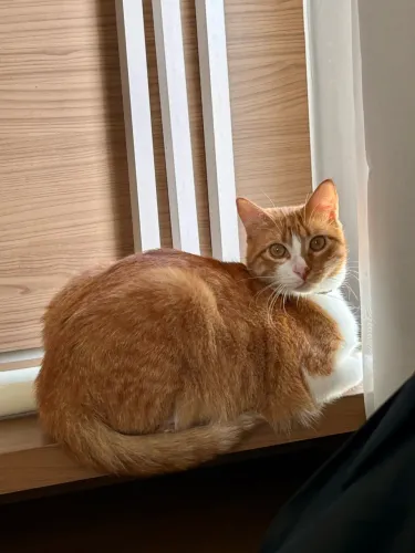 Doação de irmão gatos
