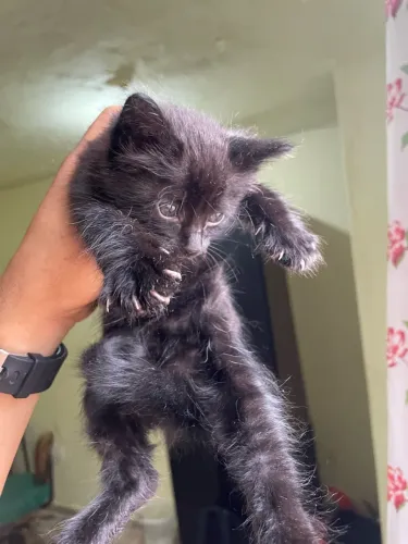 Doação gatinhas