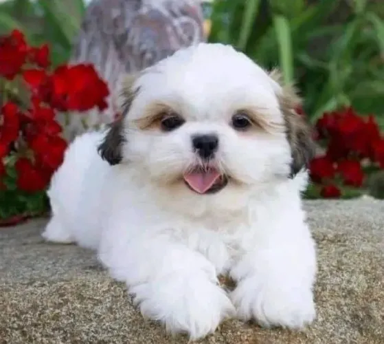 Bebezinho shih tzu/shitzu saudável ativo procedência contrato saúde