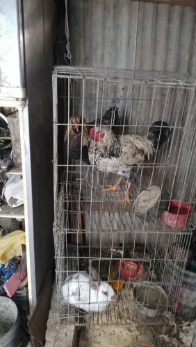 Vendo frangos