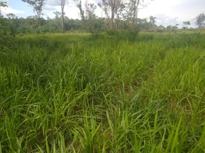 Fazenda a Venda de 20 alqueires prox a porto nacional