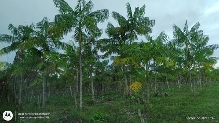 Oportunidade 110 hectares há 26 km de castanhal por 6 milhões de reais