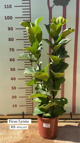 Mudas de Ficus Lyrata 3 hastes 