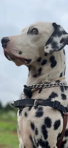 Dálmata macho com pedigree CBKC para cobertura