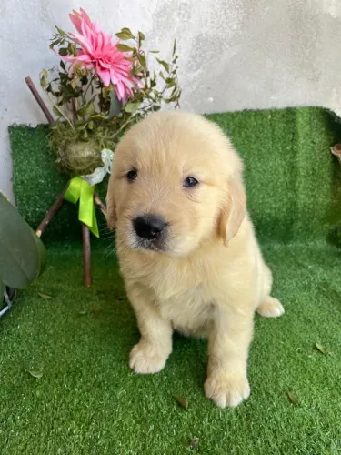 Golden Retriever - PEDIGREE CBKC